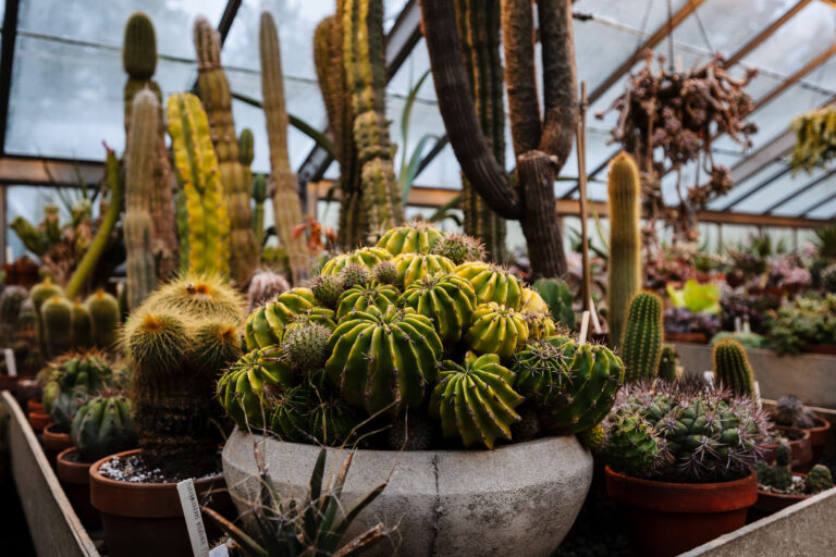 Wave hill Winter Garden and Conservatory Highlights Walk credit Karsten Moran